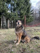 DENIS, Hund, Mischlingshund in Slowakische Republik - Bild 3