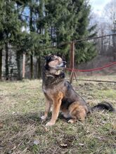 DENIS, Hund, Mischlingshund in Slowakische Republik - Bild 4