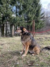 DENIS, Hund, Mischlingshund in Slowakische Republik - Bild 5