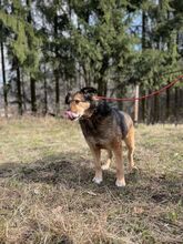 DENIS, Hund, Mischlingshund in Slowakische Republik - Bild 6