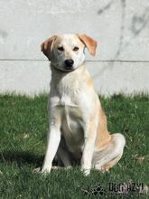 LYONEL, Hund, Mischlingshund in Slowakische Republik - Bild 10