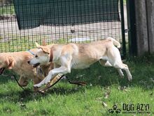 LYONEL, Hund, Mischlingshund in Slowakische Republik - Bild 5