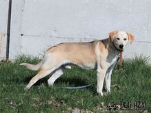 LYONEL, Hund, Mischlingshund in Slowakische Republik - Bild 8