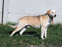 LYONEL, Hund, Mischlingshund in Slowakische Republik - Bild 9