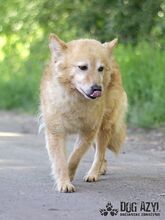 ZAIRA, Hund, Mischlingshund in Slowakische Republik - Bild 10