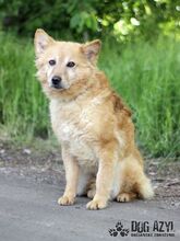 ZAIRA, Hund, Mischlingshund in Slowakische Republik - Bild 3