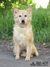 ZAIRA, Hund, Mischlingshund in Slowakische Republik - Bild 4