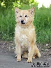 ZAIRA, Hund, Mischlingshund in Slowakische Republik - Bild 5