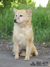 ZAIRA, Hund, Mischlingshund in Slowakische Republik - Bild 6