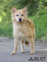 ZAIRA, Hund, Mischlingshund in Slowakische Republik - Bild 8