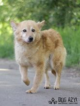 ZAIRA, Hund, Mischlingshund in Slowakische Republik - Bild 9