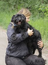 BAXLEY, Hund, Mischlingshund in Slowakische Republik - Bild 14