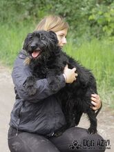 BAXLEY, Hund, Mischlingshund in Slowakische Republik - Bild 15