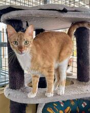 SANTI, Katze, Europäisch Kurzhaar in Spanien - Bild 7