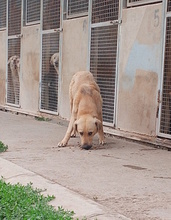 BART, Hund, Mischlingshund in Italien - Bild 2