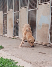 BART, Hund, Mischlingshund in Italien - Bild 3