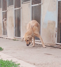 BART, Hund, Mischlingshund in Italien - Bild 4