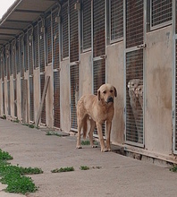 BART, Hund, Mischlingshund in Italien - Bild 5