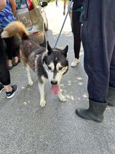 BOJILI, Hund, Siberian Husky-Mix in Ungarn - Bild 1