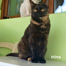 IRINA, Katze, Hauskatze in Rumänien