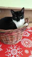 MASCATUL, Katze, Hauskatze in Rumänien - Bild 7