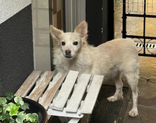 BEN, Hund, Mischlingshund in Gelsenkirchen - Bild 13