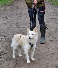 BEN, Hund, Mischlingshund in Gelsenkirchen - Bild 3