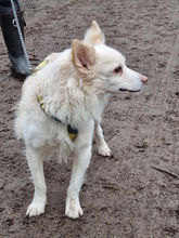 BEN, Hund, Mischlingshund in Gelsenkirchen - Bild 4