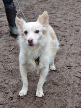 BEN, Hund, Mischlingshund in Gelsenkirchen - Bild 5