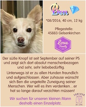 BEN, Hund, Mischlingshund in Gelsenkirchen - Bild 7