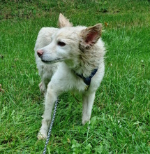 BEN, Hund, Mischlingshund in Gelsenkirchen - Bild 9