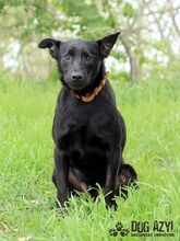 ELIJAH, Hund, Mischlingshund in Slowakische Republik - Bild 1