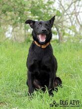 ELIJAH, Hund, Mischlingshund in Slowakische Republik - Bild 6