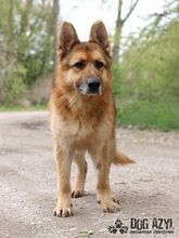 MONCHERIE, Hund, Mischlingshund in Slowakische Republik - Bild 1