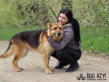 MONCHERIE, Hund, Mischlingshund in Slowakische Republik - Bild 3