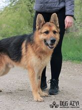 MONCHERIE, Hund, Mischlingshund in Slowakische Republik - Bild 4