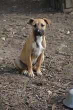 KRISIA, Hund, Mischlingshund in Wald - Bild 3