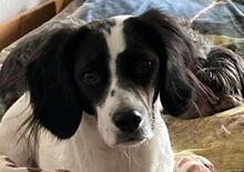 BONNIE, Hund, Bretonischer Spaniel-Mix in Schwaikheim - Bild 1