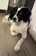 BONNIE, Hund, Bretonischer Spaniel-Mix in Schwaikheim - Bild 10