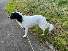 BONNIE, Hund, Bretonischer Spaniel-Mix in Schwaikheim - Bild 8