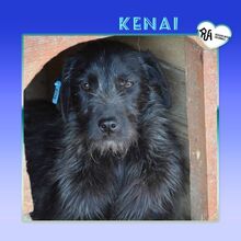 KENAI, Hund, Mischlingshund in Bulgarien - Bild 1