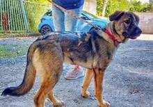 MAYA, Hund, Deutscher Schäferhund-Mix in Ungarn - Bild 2