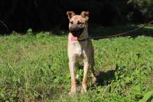 HENRY, Hund, Mischlingshund in Slowakische Republik - Bild 1