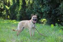 HENRY, Hund, Mischlingshund in Slowakische Republik - Bild 2