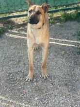 HENRY, Hund, Mischlingshund in Slowakische Republik - Bild 3