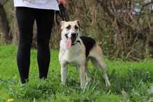 BELLA, Hund, Deutscher Schäferhund-Mix in Slowakische Republik - Bild 3