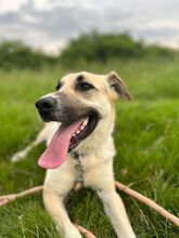 BELLA, Hund, Deutscher Schäferhund-Mix in Slowakische Republik - Bild 8