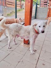 KAHOKU, Hund, Mischlingshund in Slowakische Republik - Bild 2