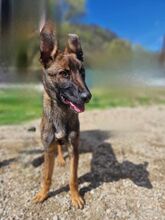 MAXIMILIAN, Hund, Mischlingshund in Slowakische Republik - Bild 4