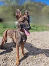 MAXIMILIAN, Hund, Mischlingshund in Slowakische Republik - Bild 5